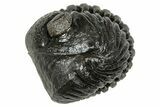 Wide, Enrolled Pedinopariops Trilobite - Excellent Eyes #347758-2